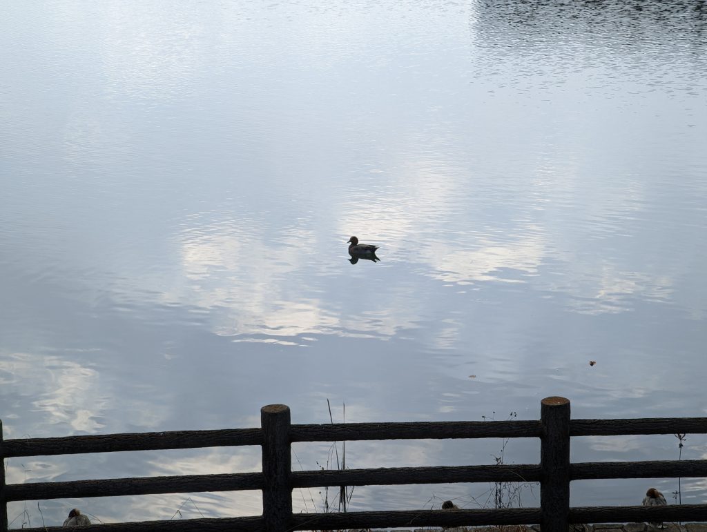 Pixel 6 Pro光学4倍ズームで撮った池と鴨