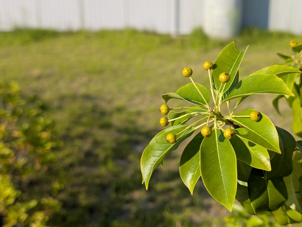 Pixel 9 Proの写真作例